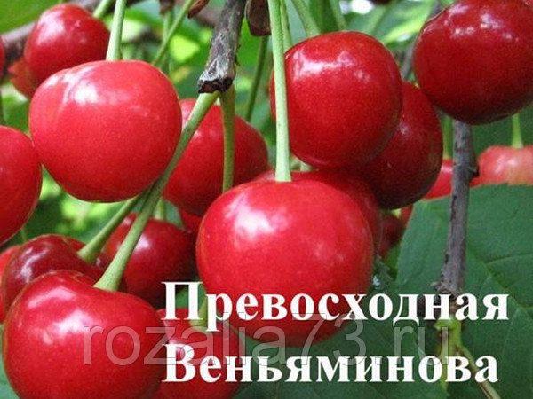 Дюк Черевишня Описание Фото Отзывы