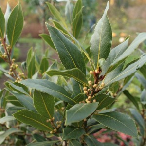 Лавр благородный (Laurus nobilis)