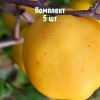 Комплект 5шт / Айва яблоковидная Янтарная Краснодарская: фото и описание