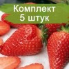 Саженцы клубники Королева Элиза (Ранняя) -  5 шт.