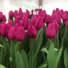Комплект 5шт / Тюльпан Пурпл Равен: фото и описание