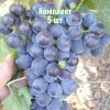 Комплект 5шт / Виноград Алеатико: фото и описание
