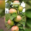 Комплект 5шт / Яблоня Янтарное Ожерелье (колоновидная): фото и описание