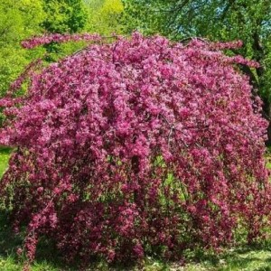 Яблоня плакучая ( на штамбе) Роял Бьюти